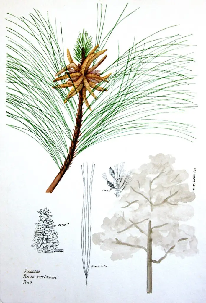 16. Pinus_maximinoi
