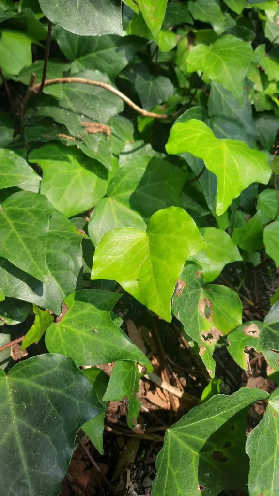 Hedera helix
