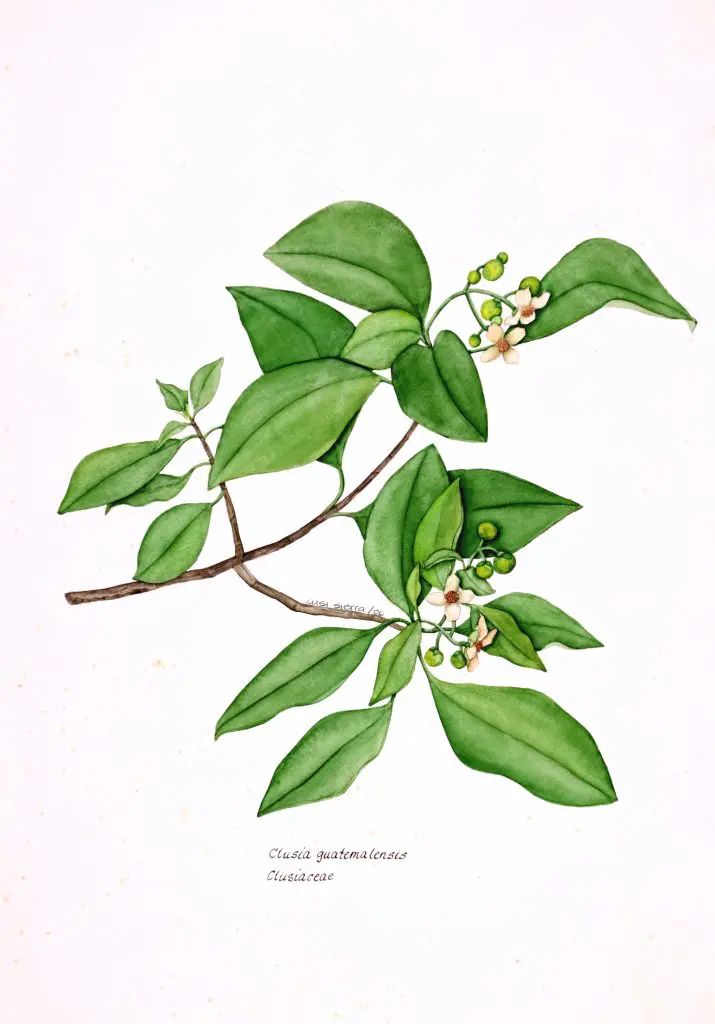 Susi Sierra