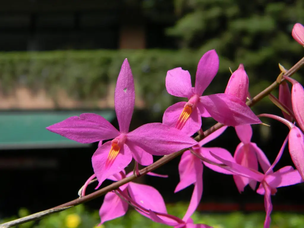 Arboretum UFM