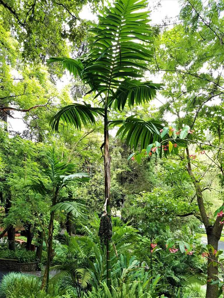 Chamaedorea sp (1)