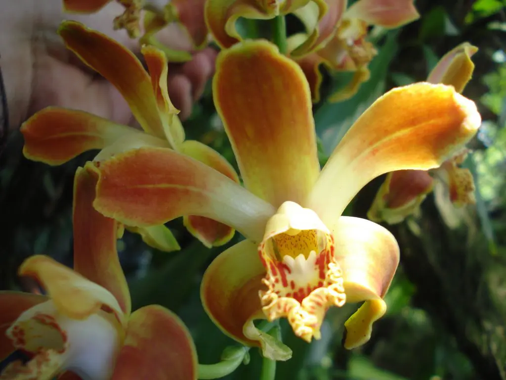 Aboretum
