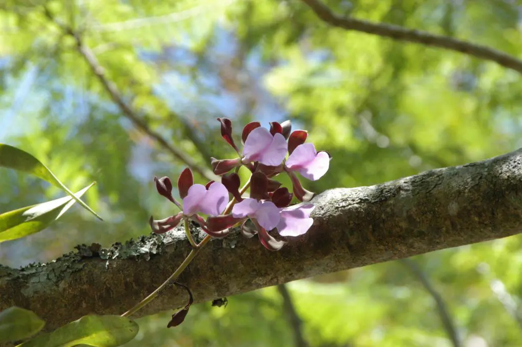 Encyclia cordigera2