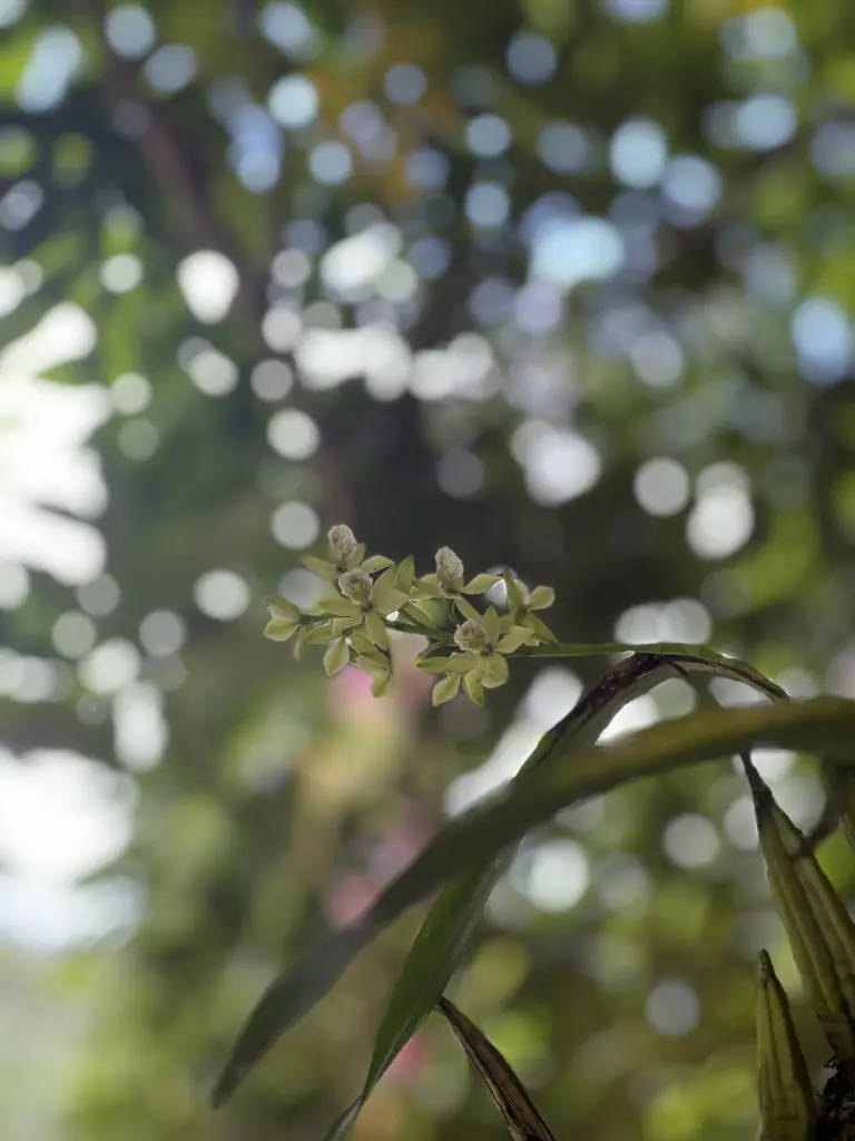 Encyclia_chacaoensis