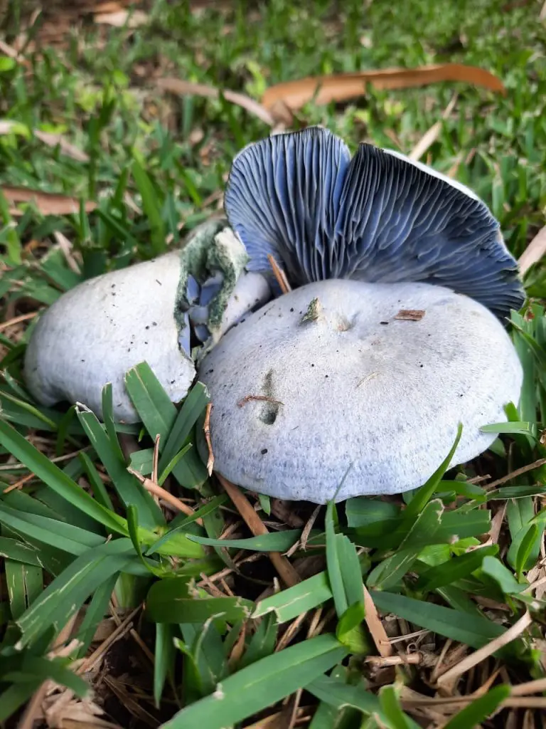 Lactarius indigo