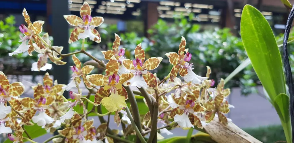 Oncidium leucochilum (foto Carmenmaría Mejía)