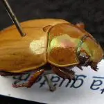 Pelidnota notata Héctor Castañeda
