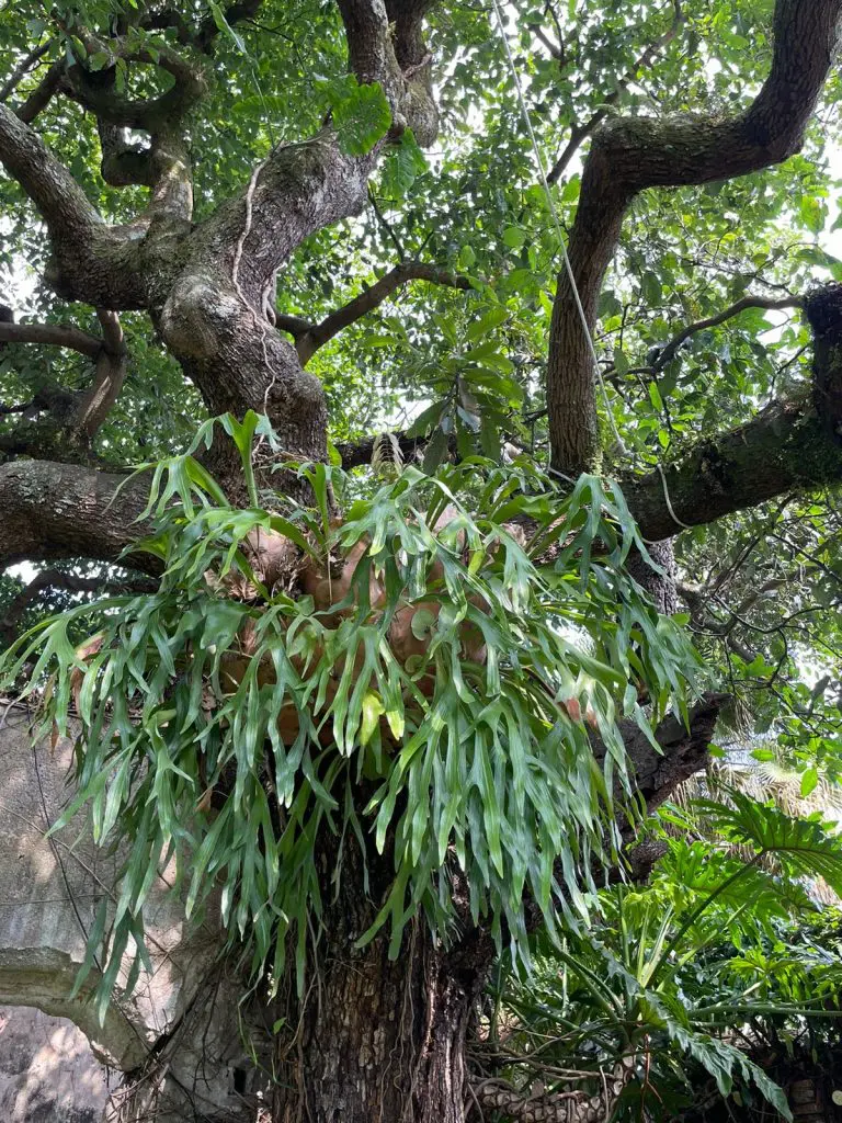 Platycerium bifurcatum