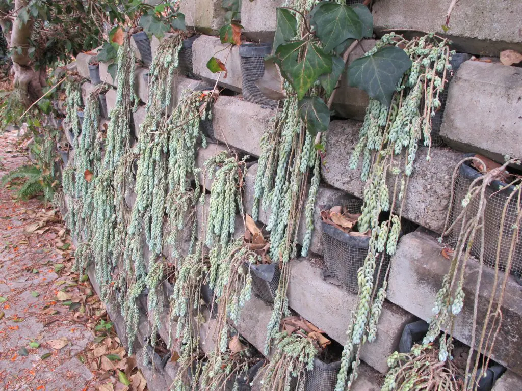 Sedum morganianum