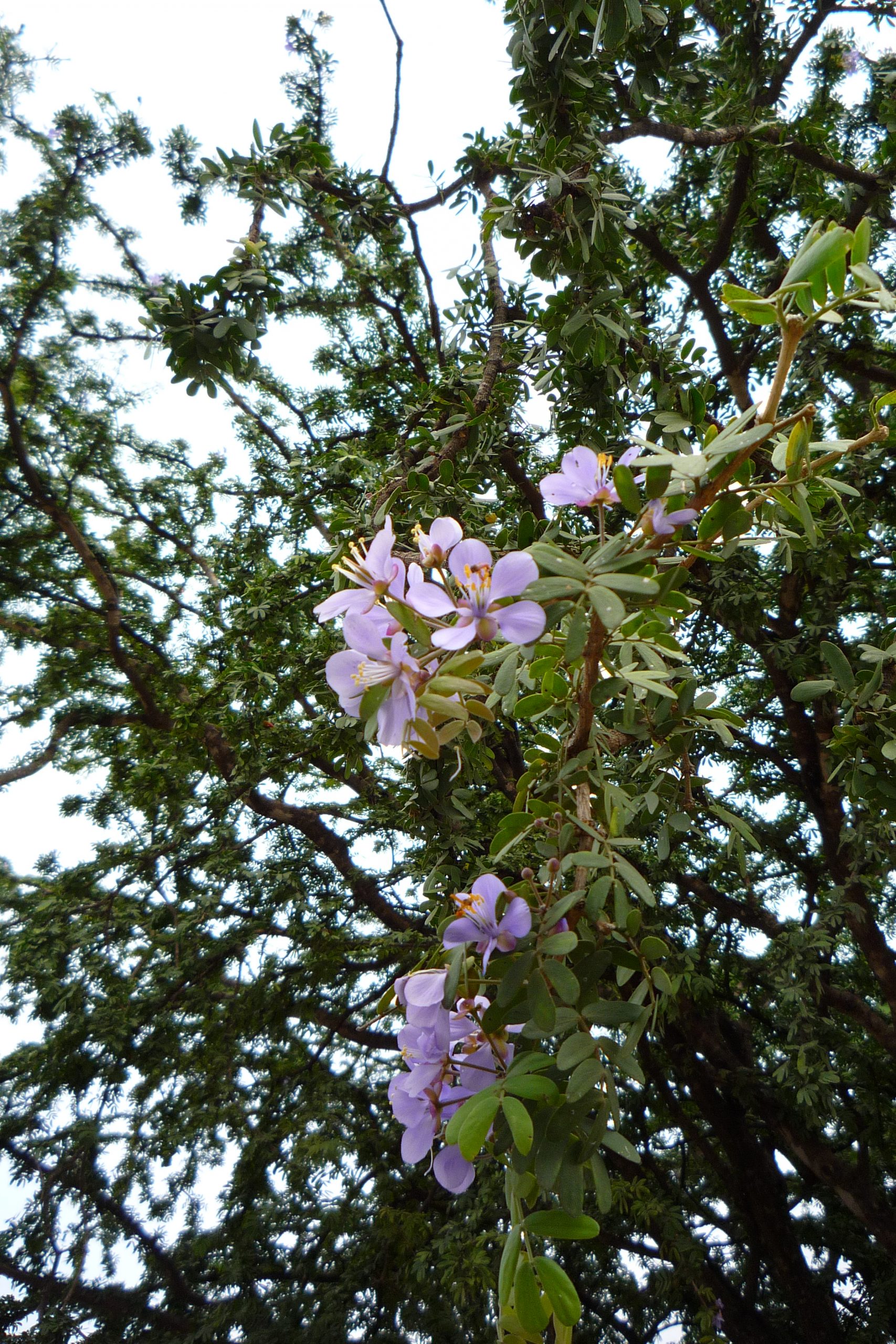 Jardín nativo: Árboles con espinas para arbolado urbano, image size:1707x2560