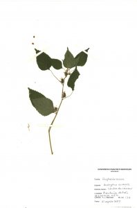 Acalypha arvensis