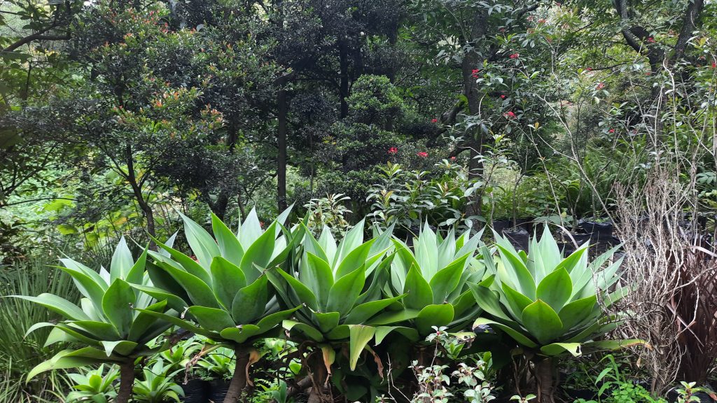 Agave attenuata1