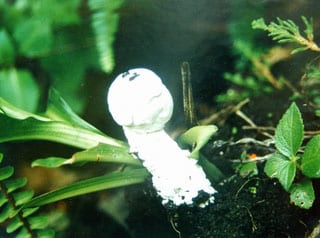 Amanita sp. Colegio Ciudad Vieja