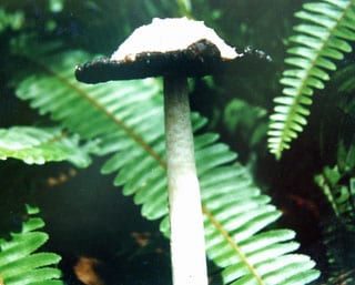 Coprinus atramentarius Colegio Ciudad Vieja