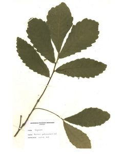 Hoja de Quercus peduncularis née