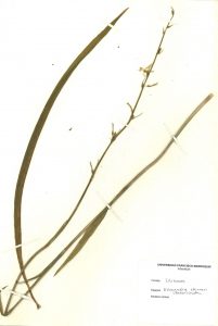 Echeandia_skinneri_herbario