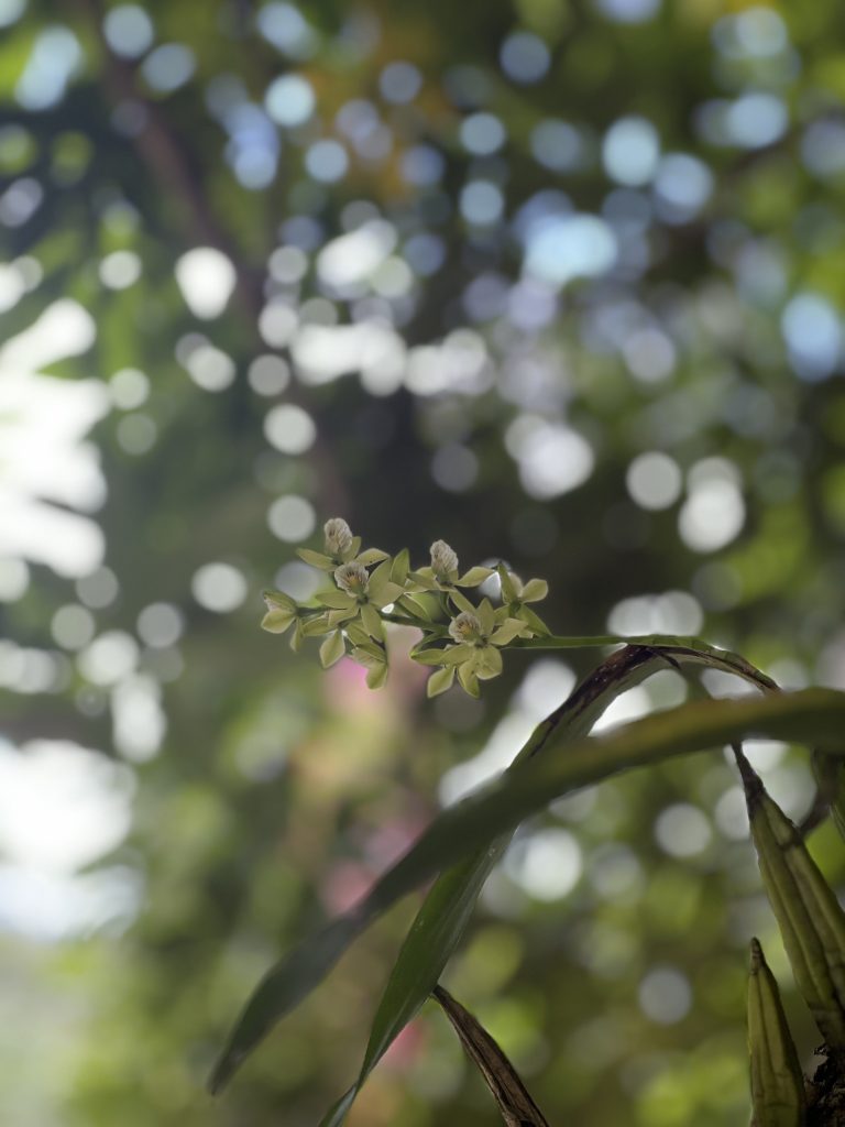 Encyclia_chacaoensis