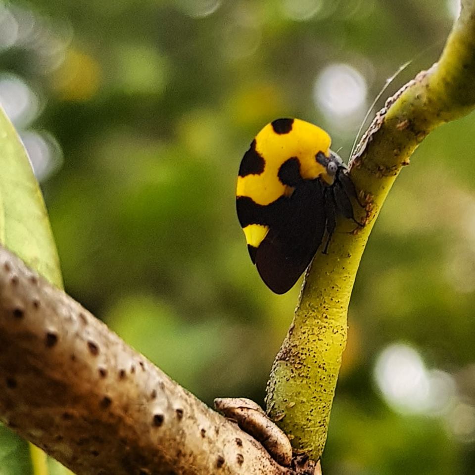 Membracis mexicana Carmenmaría Mejía