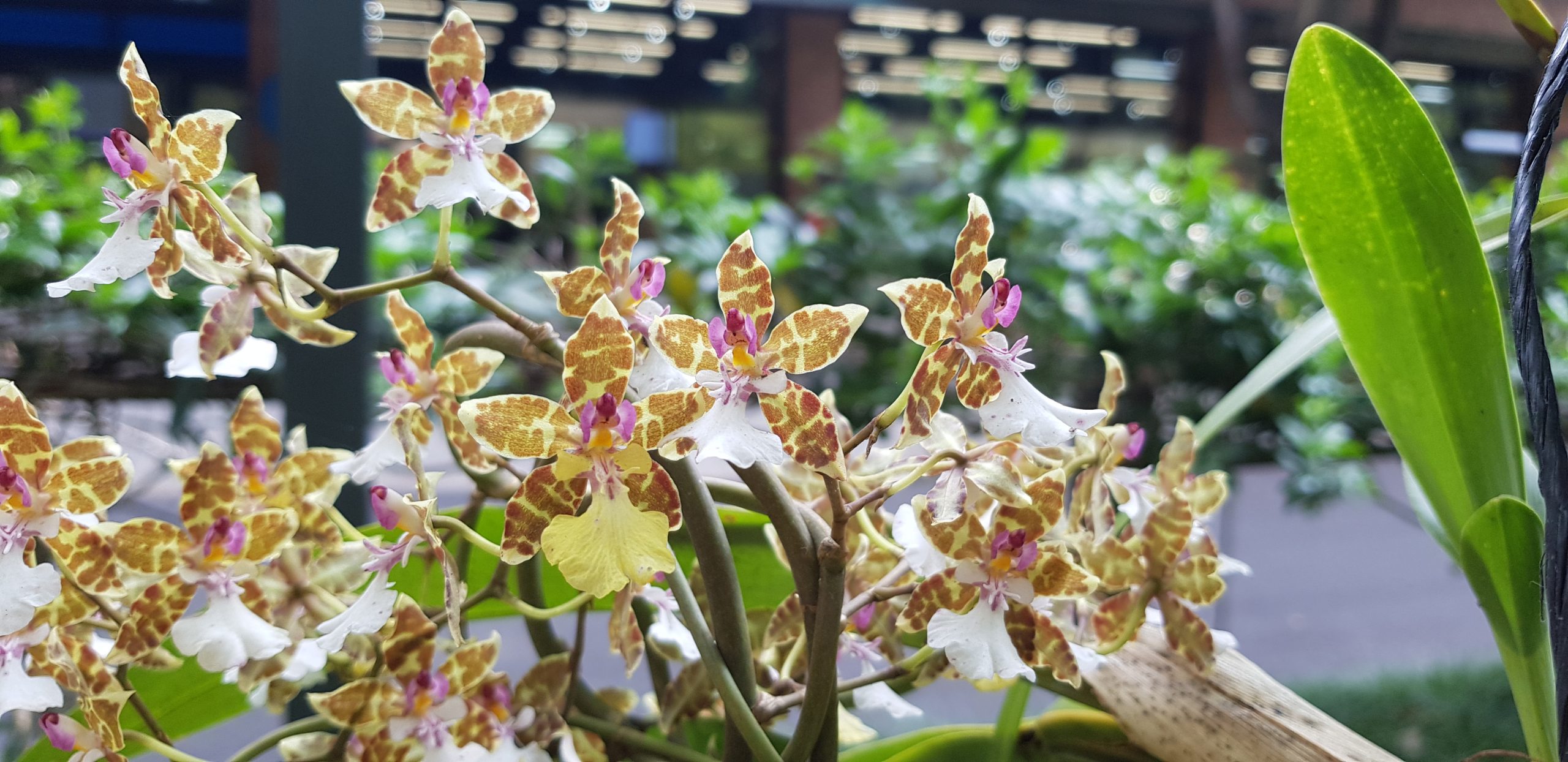 Cómo cultivar y cuidar una Azucena anteada 'Flore Pleno', image size:2560x1244