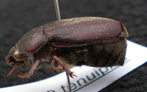 Phyllophaga tenuipilis-Héctor Castañeda