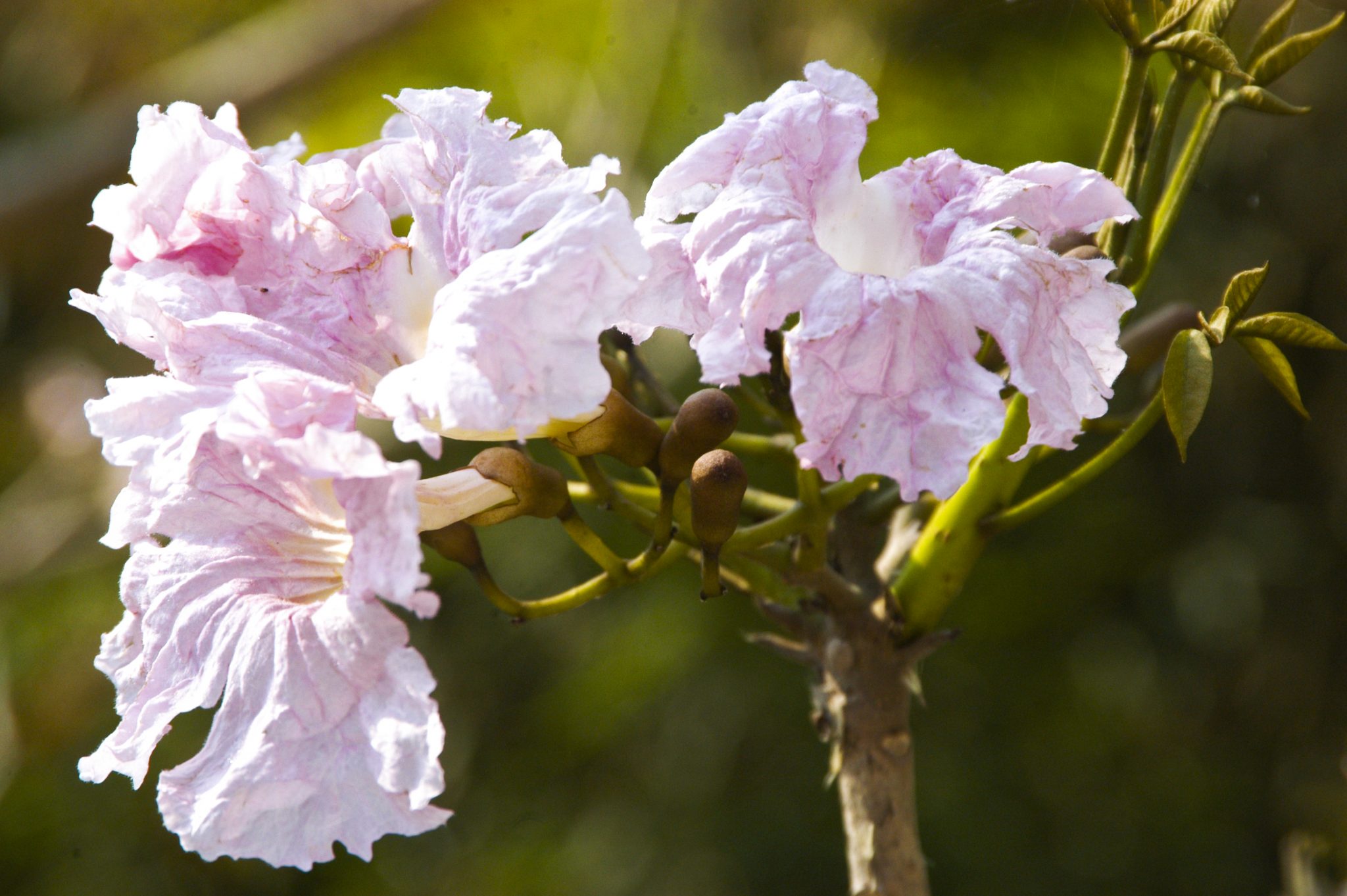 Tabebuia rosea - Arboretum | Universidad Francisco Marroquín
