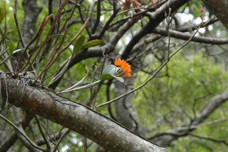 Guarianthe aurantiaca - Arboretum | Universidad Francisco Marroquín